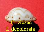 Cypraea ziczac f. decolorata, Gray 1824